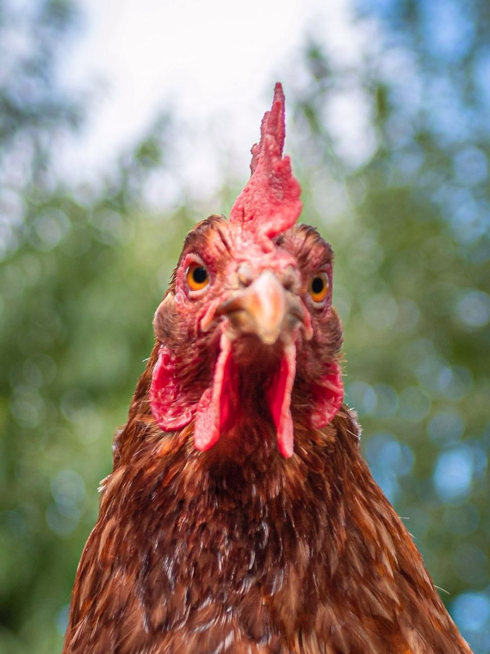 Prodotti biologici per galline