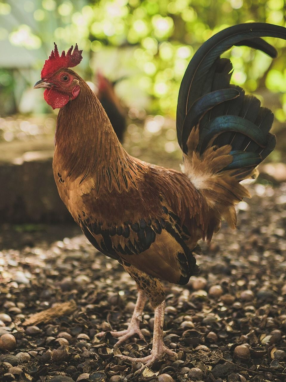 Gallo riproduttore