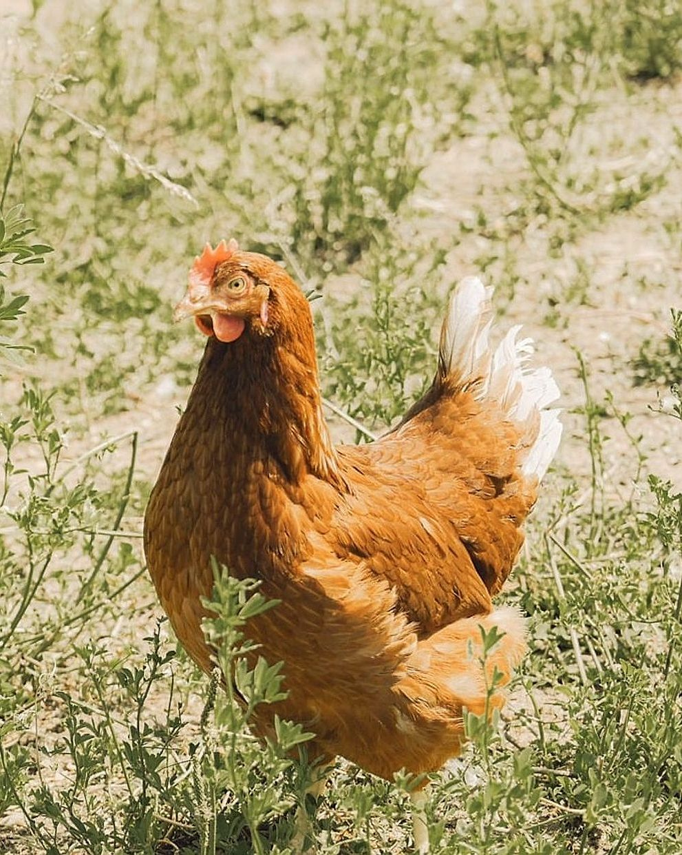 I nostri esperti di pollame